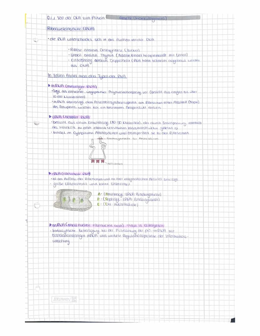 OR
to
Q1.1 Von der DNA zum Protein.
Aufbau der DNA (Desoxyribonukleinacid)
Träger der Elbsubstanz
S
=
H
Hauptfunktion
Fungeschlechtliche wei