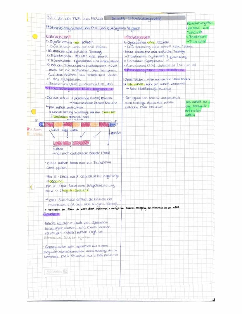 OR
to
Q1.1 Von der DNA zum Protein.
Aufbau der DNA (Desoxyribonukleinacid)
Träger der Elbsubstanz
S
=
H
Hauptfunktion
Fungeschlechtliche wei