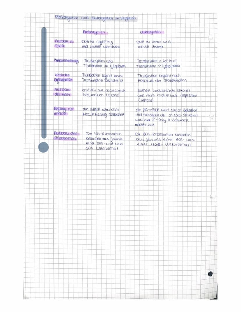 OR
to
Q1.1 Von der DNA zum Protein.
Aufbau der DNA (Desoxyribonukleinacid)
Träger der Elbsubstanz
S
=
H
Hauptfunktion
Fungeschlechtliche wei