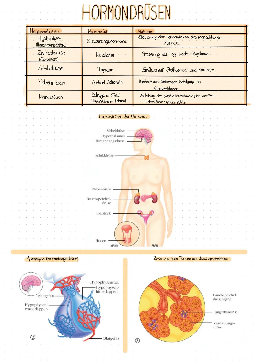 HỌ
DAS HORMONSYSTEM -
OH
Das Hormonsystem im Vergleich mit einem Handy (drahtlose Kommunikation)
Bei der drahtlosen Kommunikation über das H