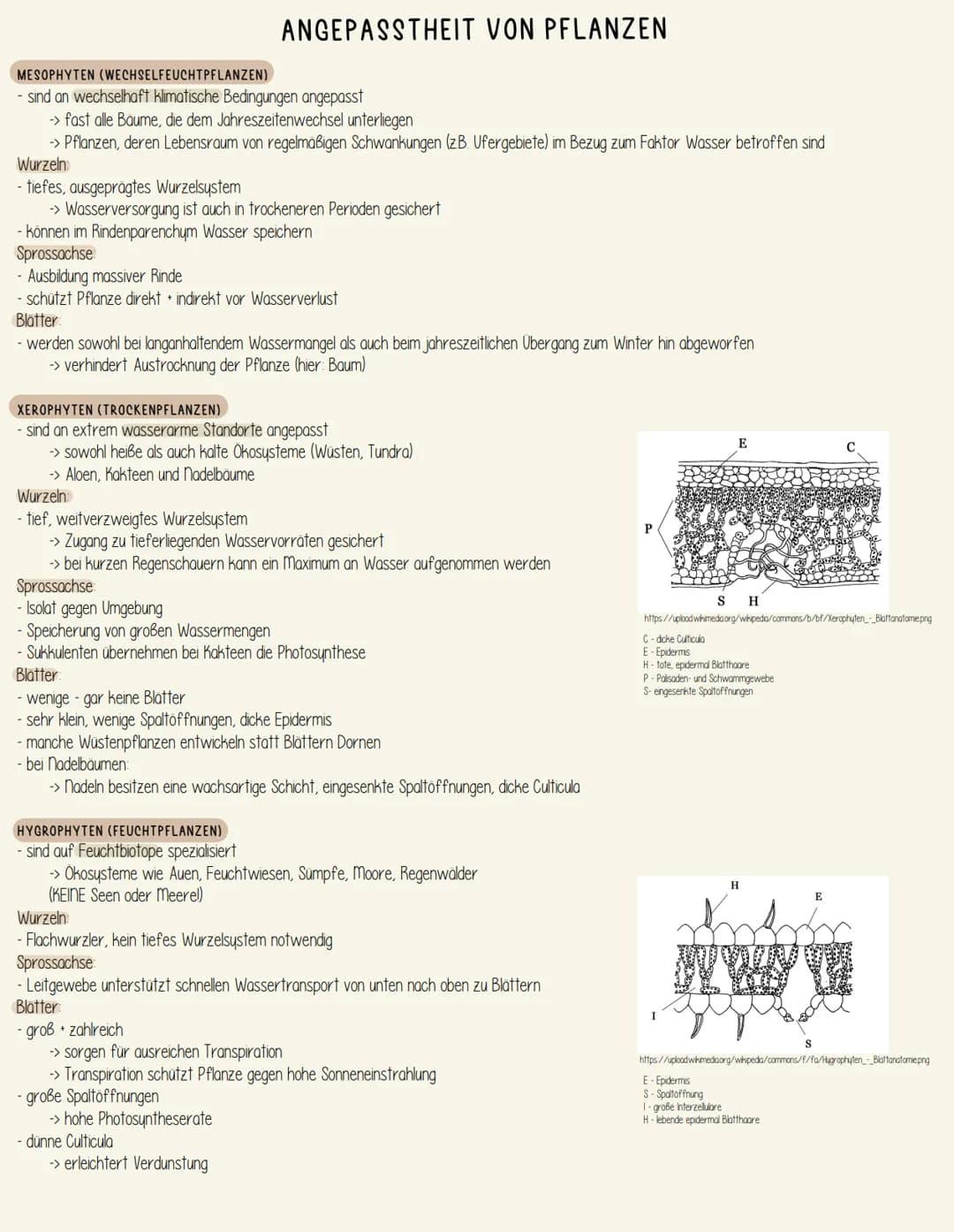MESOPHYTEN (WECHSELFEUCHTPFLANZEN)
sind an wechselhaft klimatische Bedingungen angepasst
-> fast alle Bäume, die dem Jahreszeitenwechsel unt