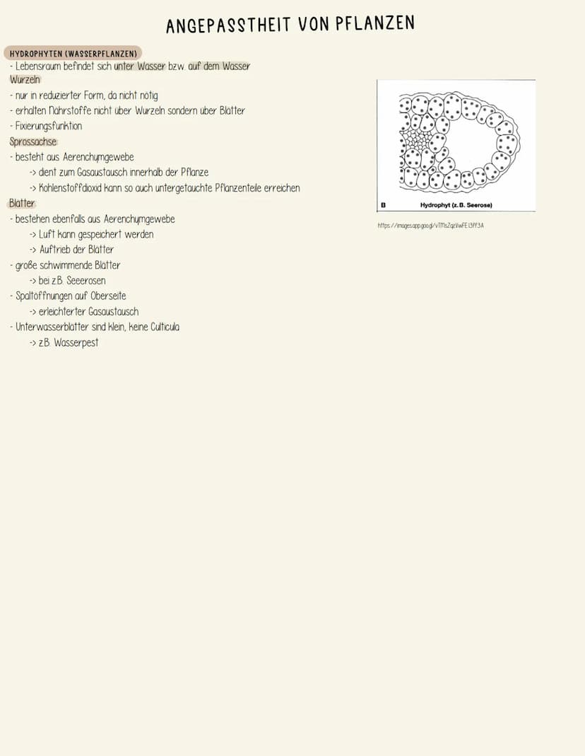 MESOPHYTEN (WECHSELFEUCHTPFLANZEN)
sind an wechselhaft klimatische Bedingungen angepasst
-> fast alle Bäume, die dem Jahreszeitenwechsel unt