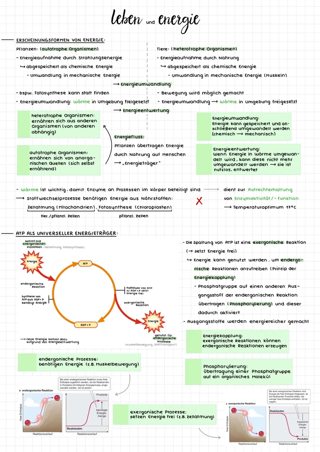 ERSCHEINUNGSFORMEN VON ENERGIE:
Pflanzen: (autotrophe Organismen)
- Energieaufnahme durch Strahlungsenergie
abgespeichert als chemische Ener