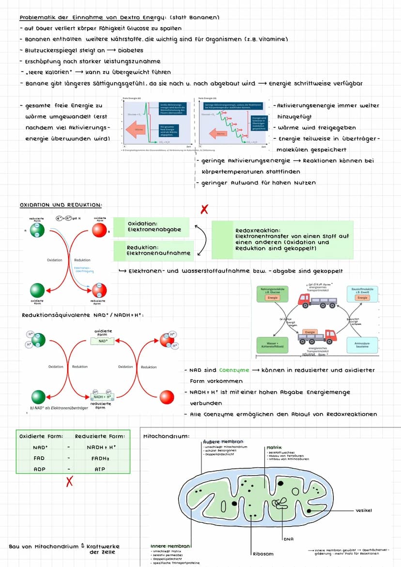 ERSCHEINUNGSFORMEN VON ENERGIE:
Pflanzen: (autotrophe Organismen)
- Energieaufnahme durch Strahlungsenergie
abgespeichert als chemische Ener