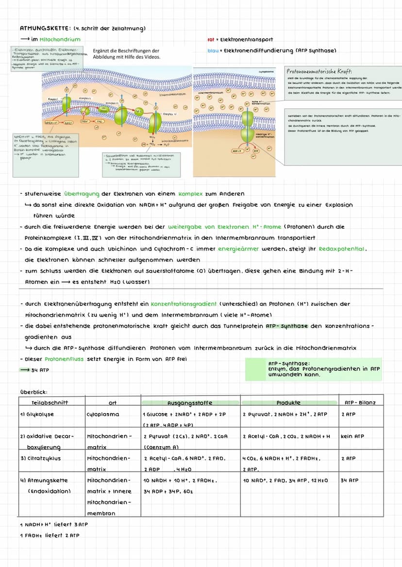 ERSCHEINUNGSFORMEN VON ENERGIE:
Pflanzen: (autotrophe Organismen)
- Energieaufnahme durch Strahlungsenergie
abgespeichert als chemische Ener