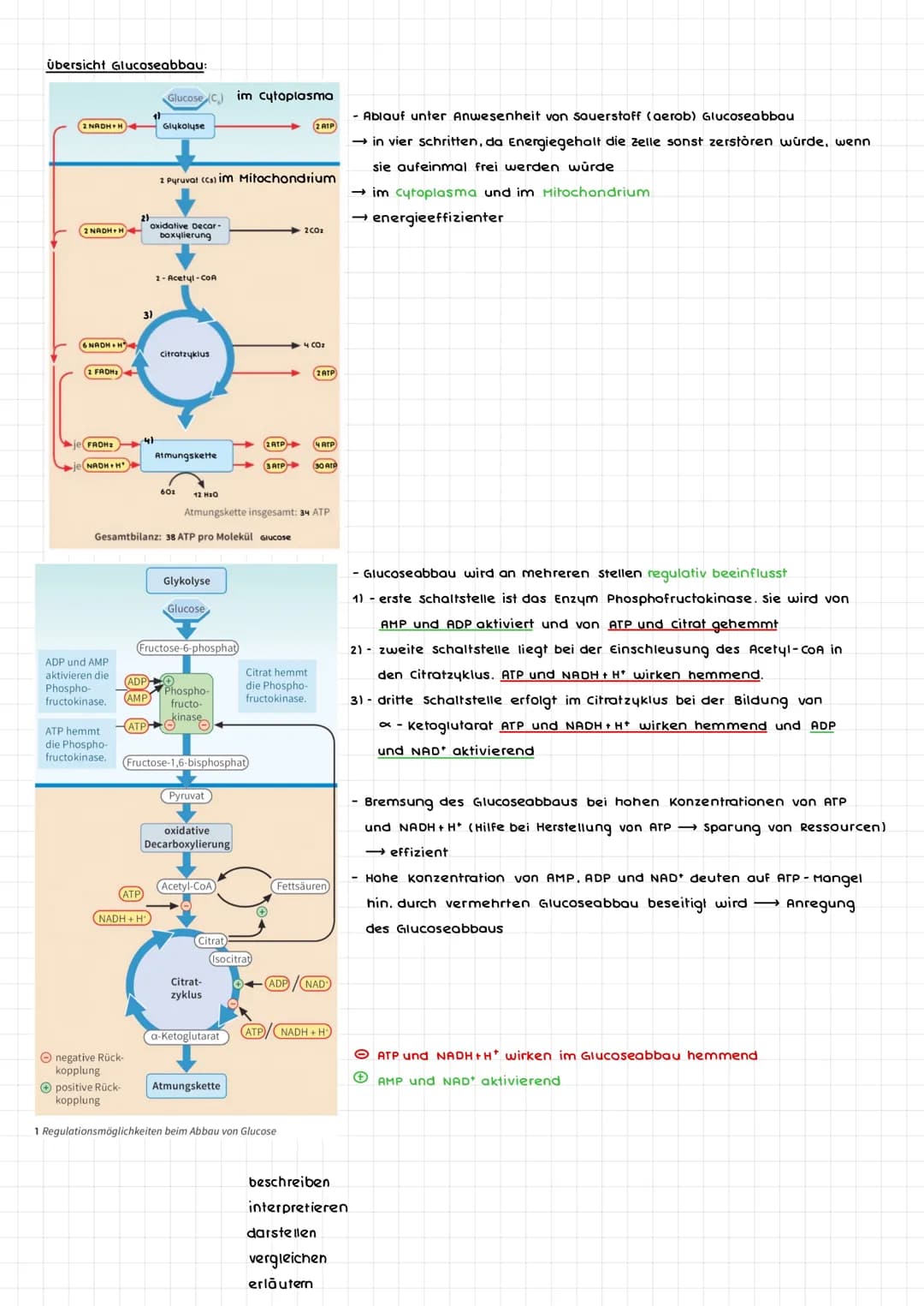 ERSCHEINUNGSFORMEN VON ENERGIE:
Pflanzen: (autotrophe Organismen)
- Energieaufnahme durch Strahlungsenergie
abgespeichert als chemische Ener