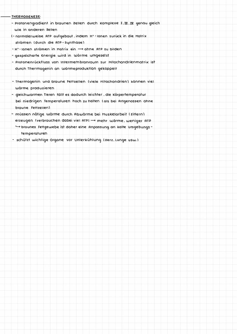 ERSCHEINUNGSFORMEN VON ENERGIE:
Pflanzen: (autotrophe Organismen)
- Energieaufnahme durch Strahlungsenergie
abgespeichert als chemische Ener
