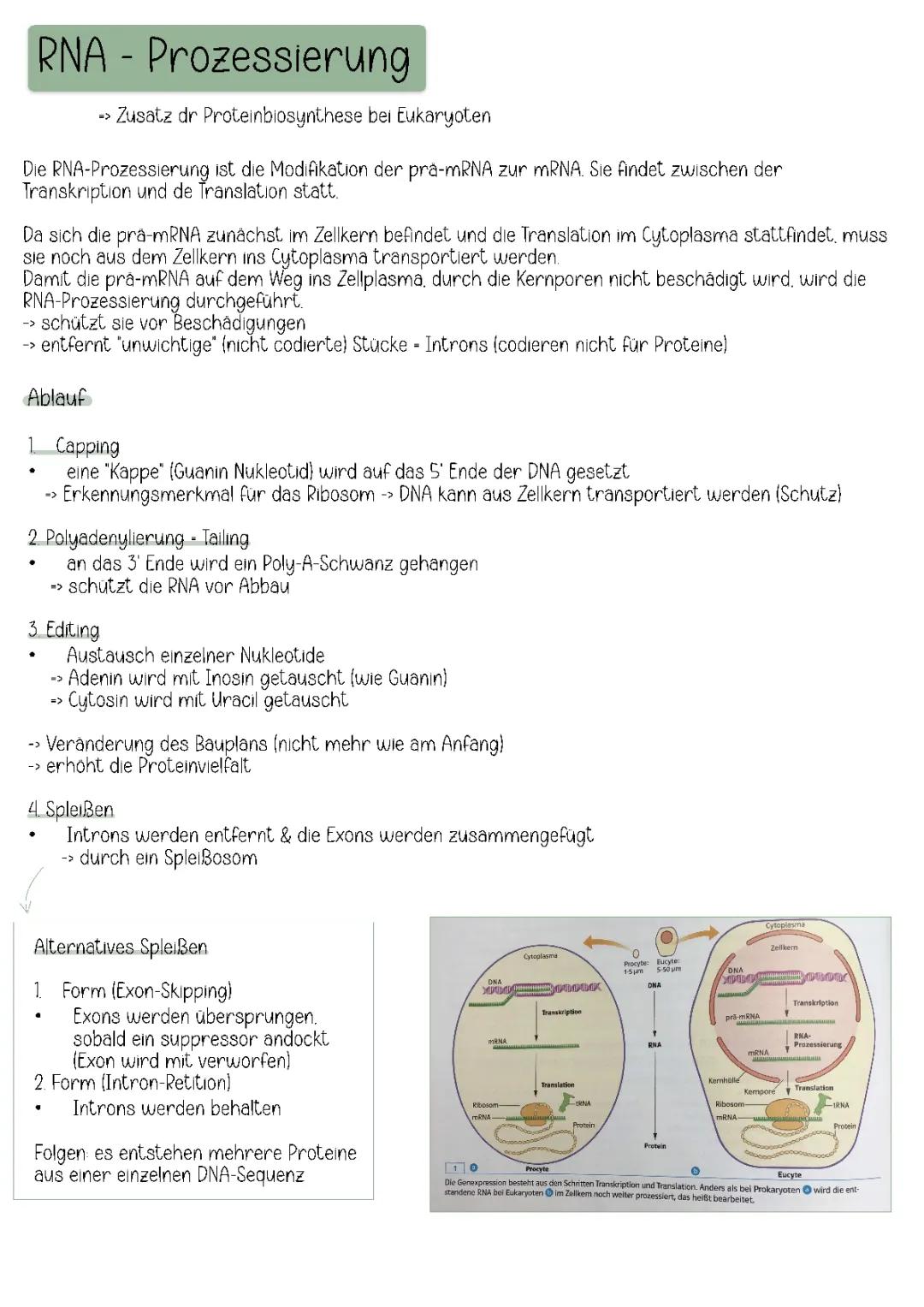 Die RNA-Prozessierung: Ein Überblick