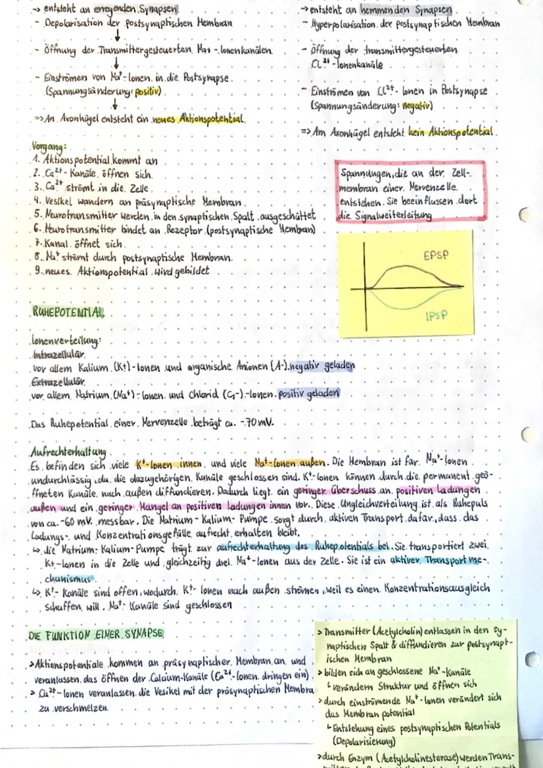 C
biology
NEUROBIOLOGIE.
Aufbau einer Nervenzelle (Neuron)
→ Nervenzellen (Neurone) sind die Informationsverarbeitenden Element bei Tierund.