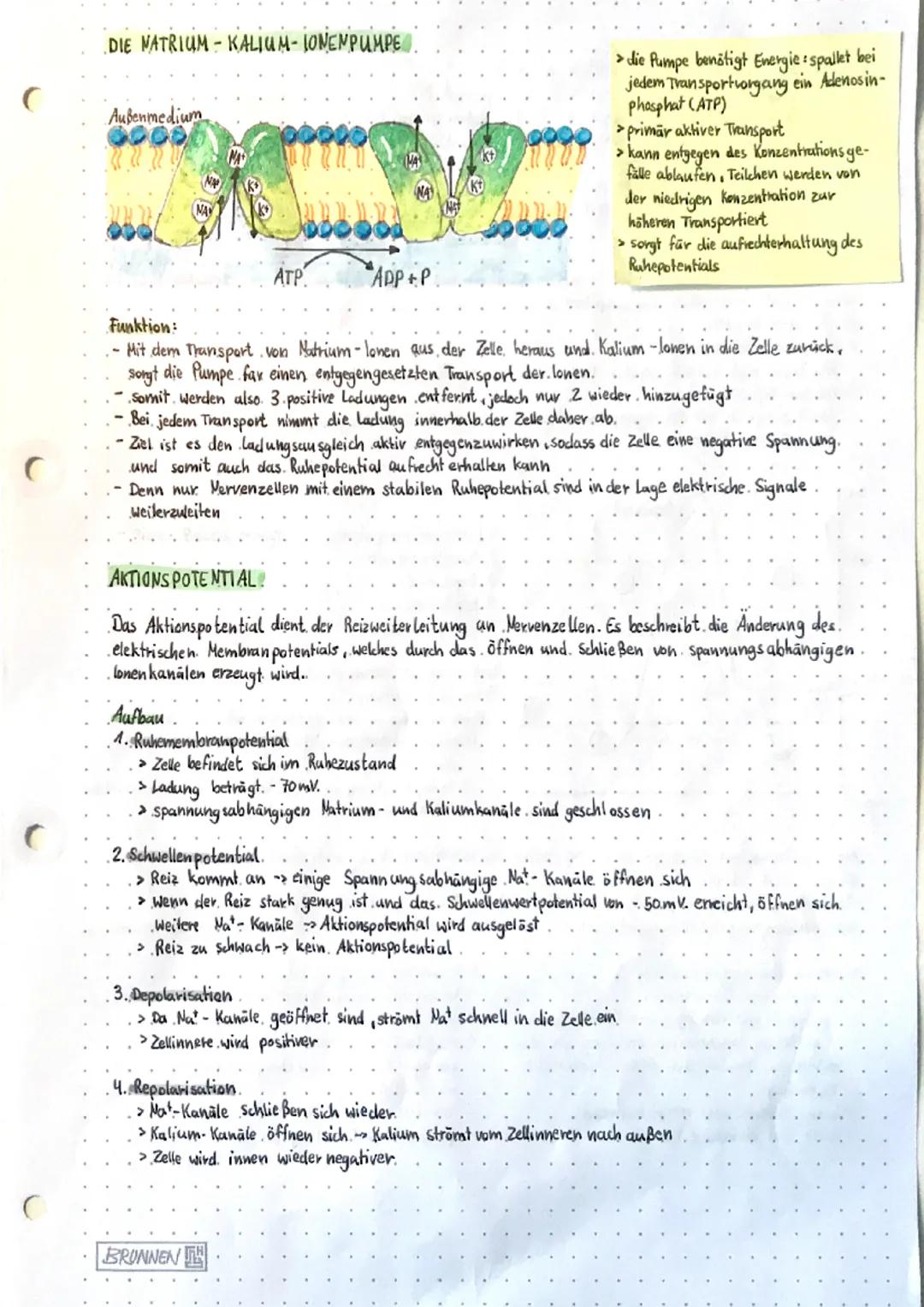C
biology
NEUROBIOLOGIE.
Aufbau einer Nervenzelle (Neuron)
→ Nervenzellen (Neurone) sind die Informationsverarbeitenden Element bei Tierund.