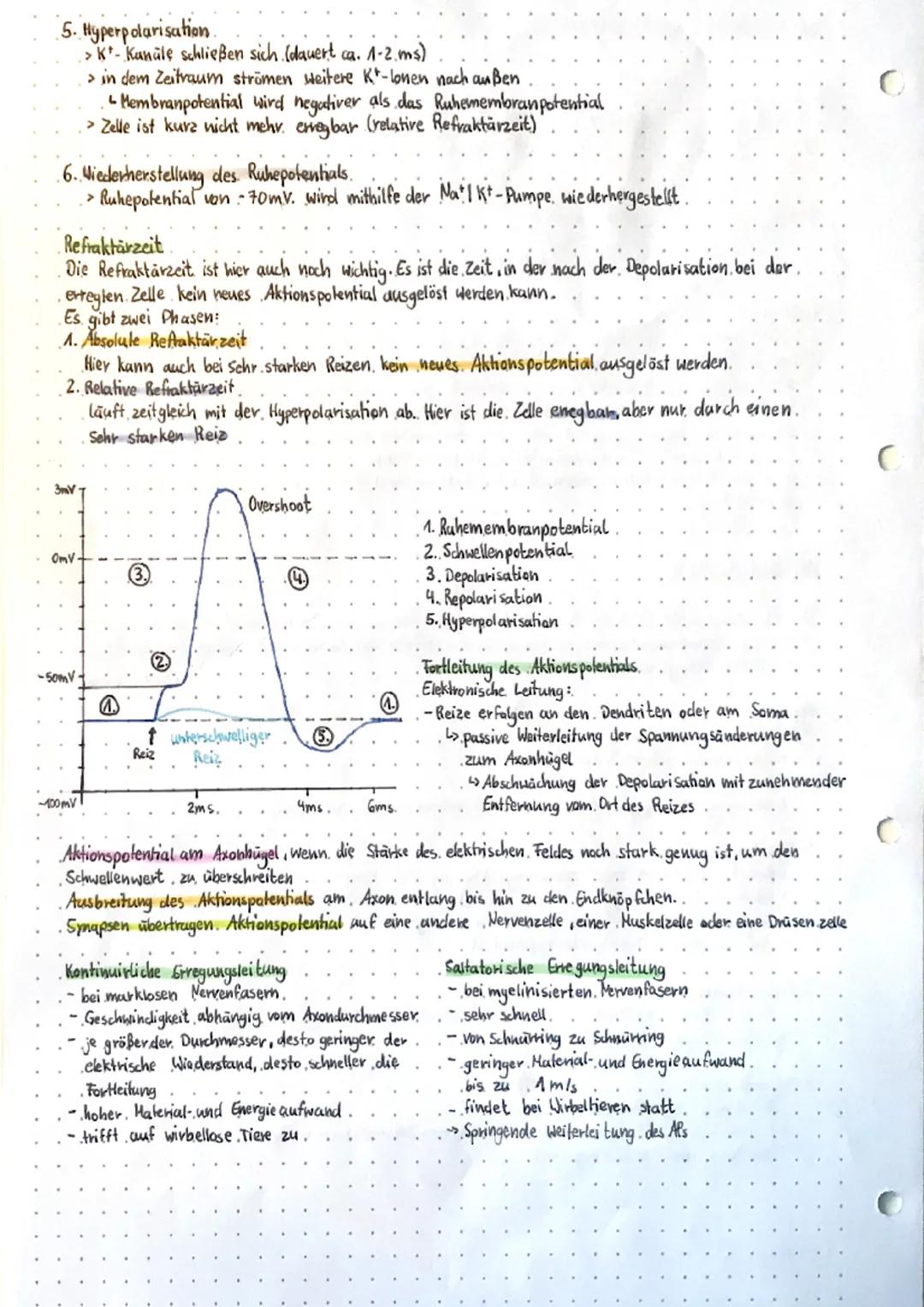 C
biology
NEUROBIOLOGIE.
Aufbau einer Nervenzelle (Neuron)
→ Nervenzellen (Neurone) sind die Informationsverarbeitenden Element bei Tierund.