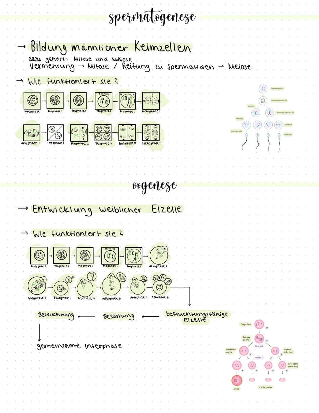 spermatogenese
Bildung männlicher Keimzellen
dazu gehört: Mitose und Meiose
Vermehrung
Wie funktioniert sie ?
interphase Prophorel Prophorel