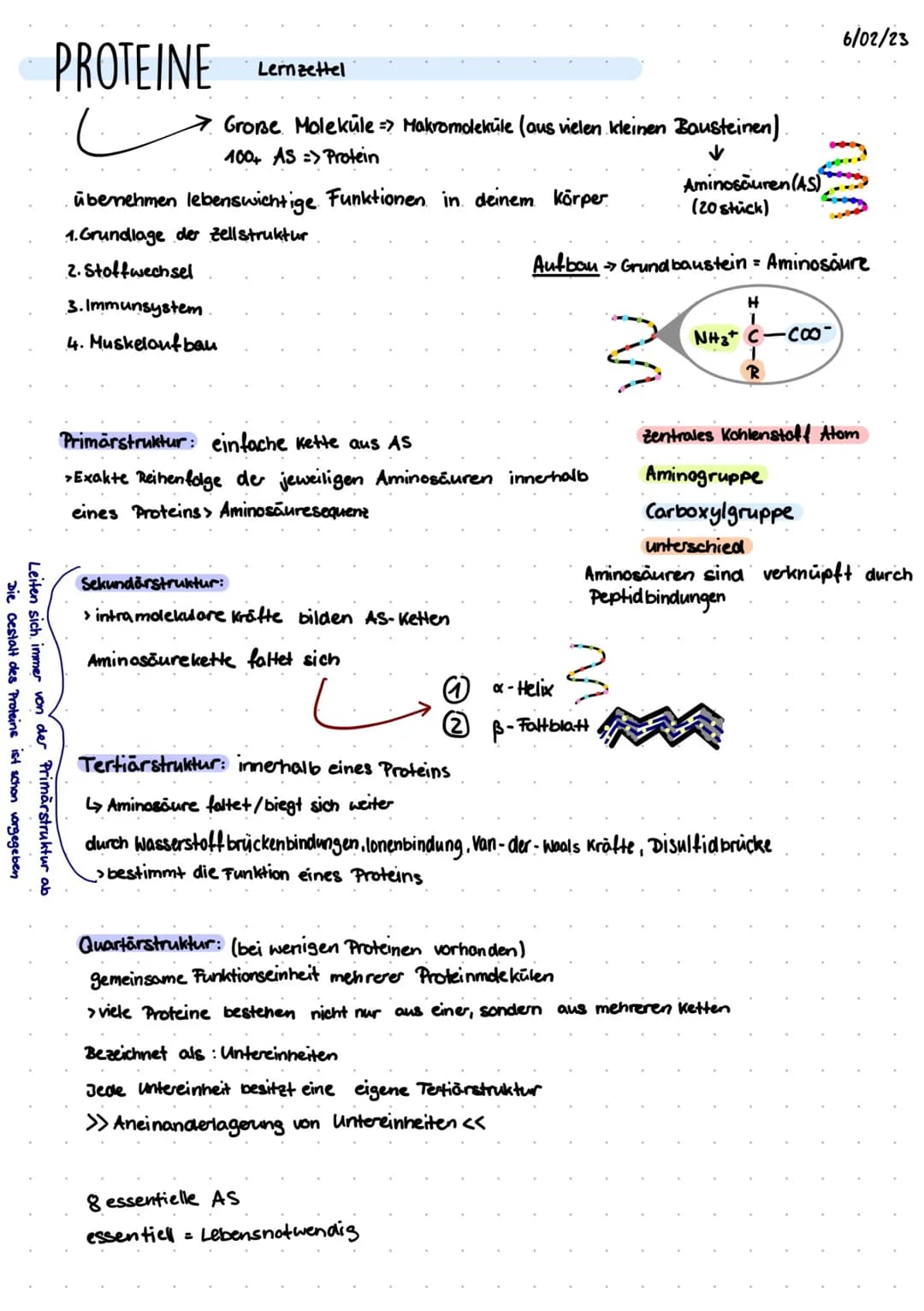 Die Gestalt des Proteins ist schon vorgegeben
Primärstruktur ab
Leiten sich immer von der
PROTEINE
Lernzettel
Große Molekule => Makromolekul
