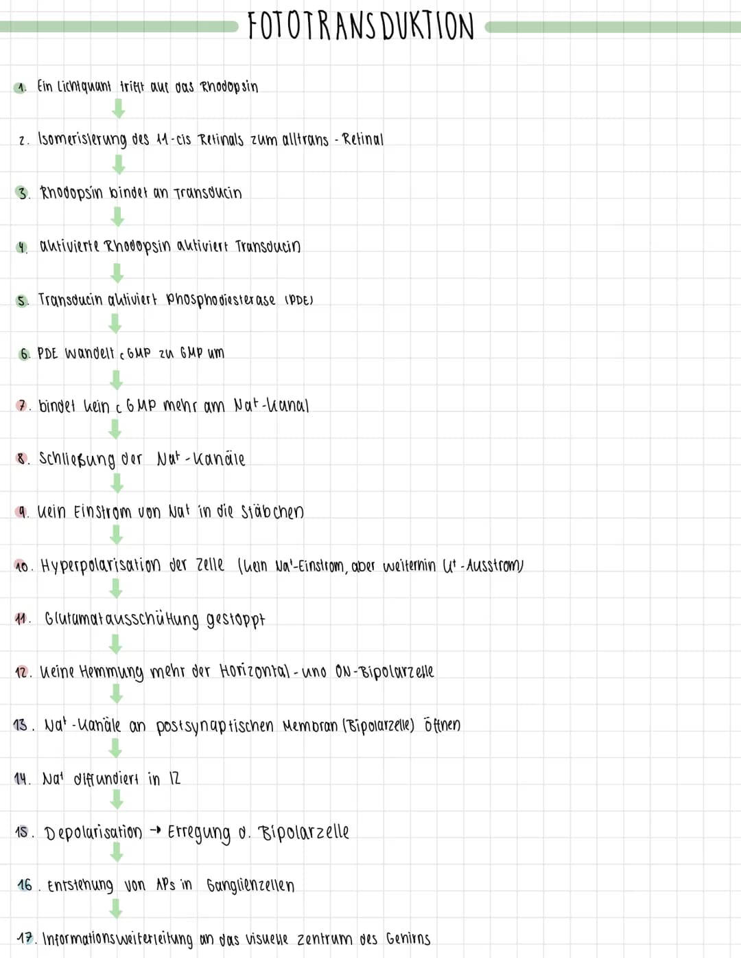 1. Ein Lichtquant trifft auf das Rhodopsin
2. Isomerisierung des 11-cis Retinals zum alltrans - Retinal
3. Rhodopsin bindet an Transducin
FO