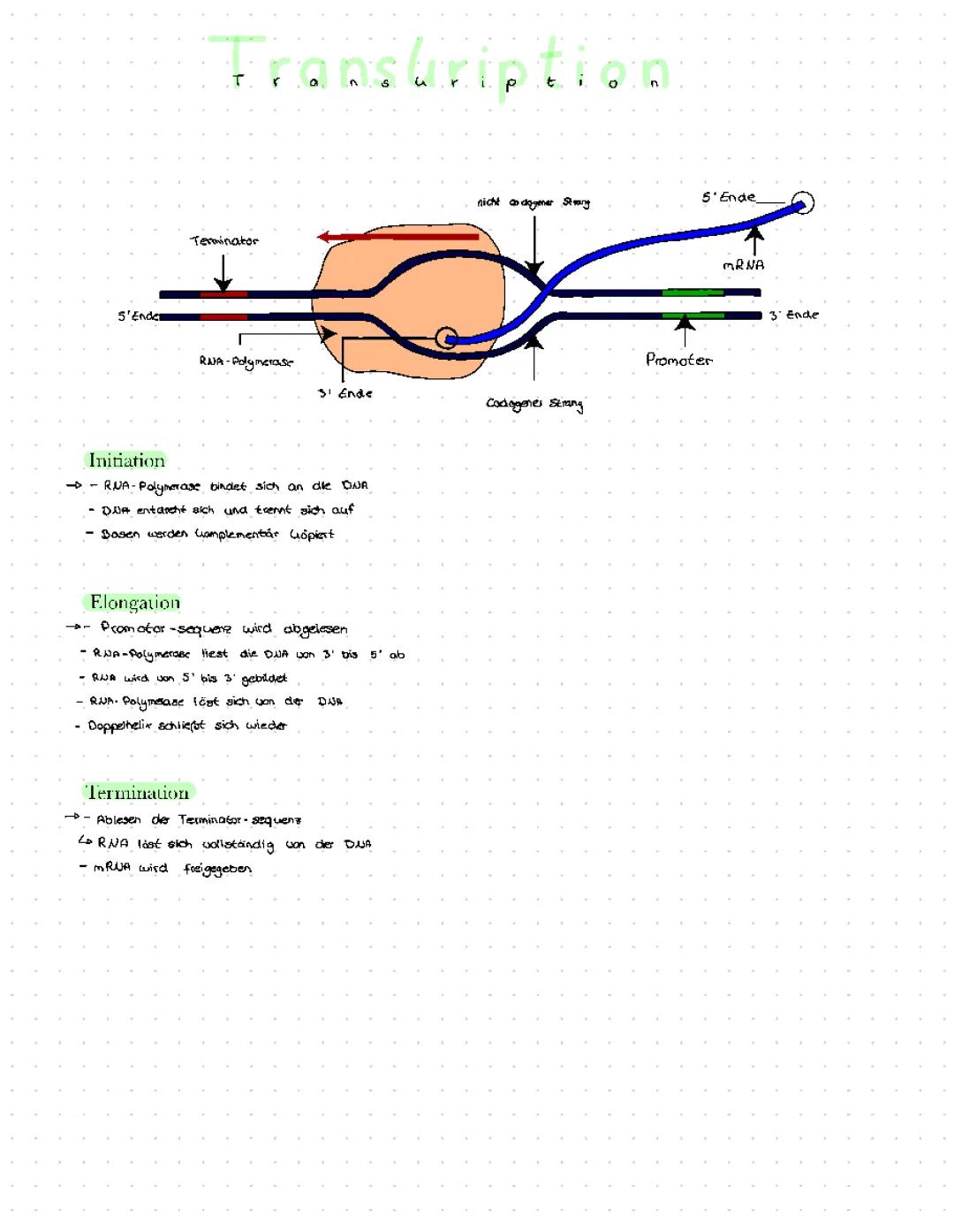 Transkription Ablauf und Phasen einfach erklärt - Initiation, Elongation, Termination