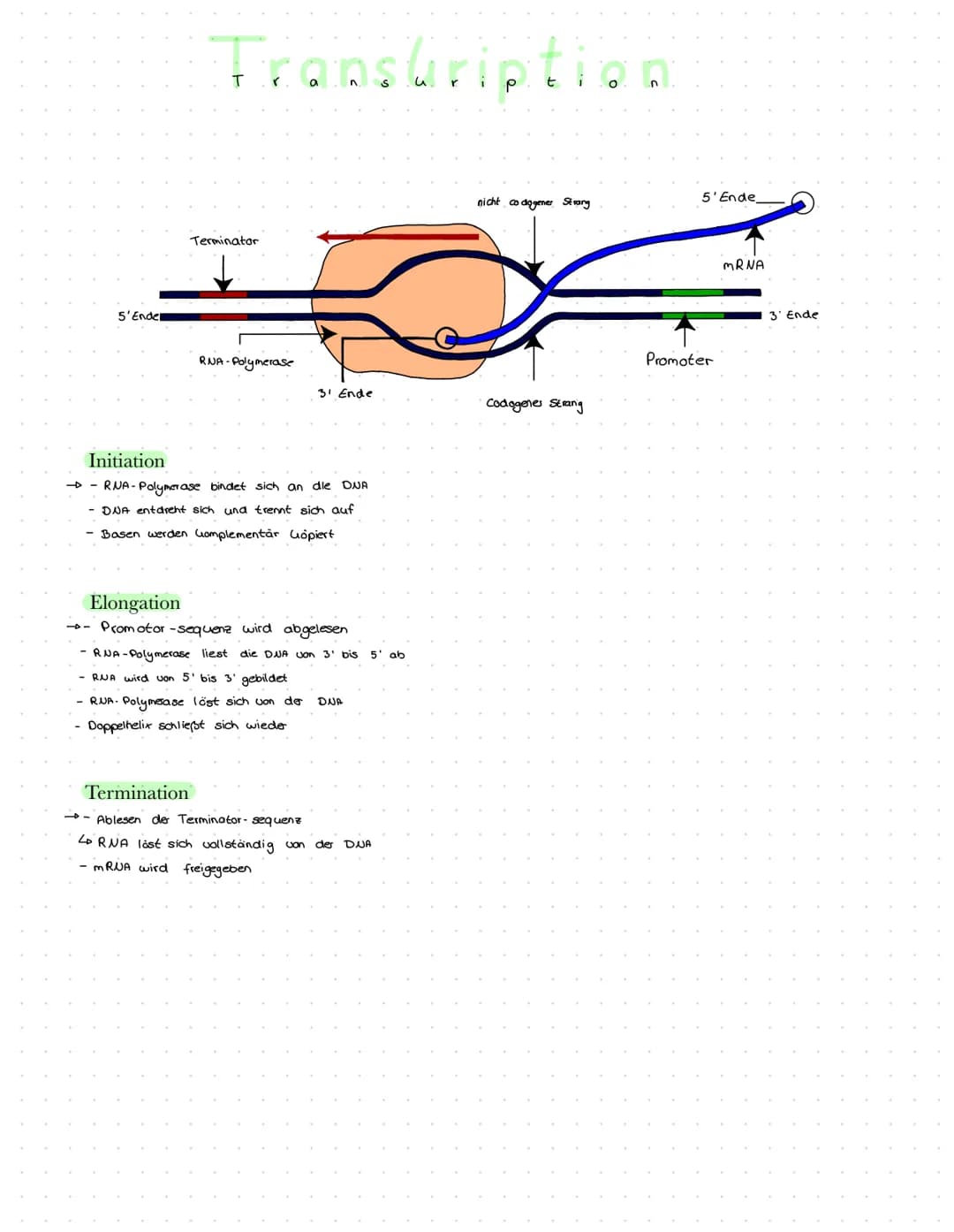 5'Endel
Transkription
Terminator
RNA-Polymerase
Termination
31 Ende
Initiation
→ RNA-Polymerase bindet sich an die DNA
- DNA entdreht sich u