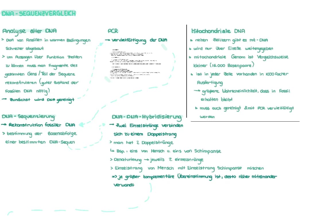 DNA-Sequenzvergleich & Aminosäuresequenzanalyse