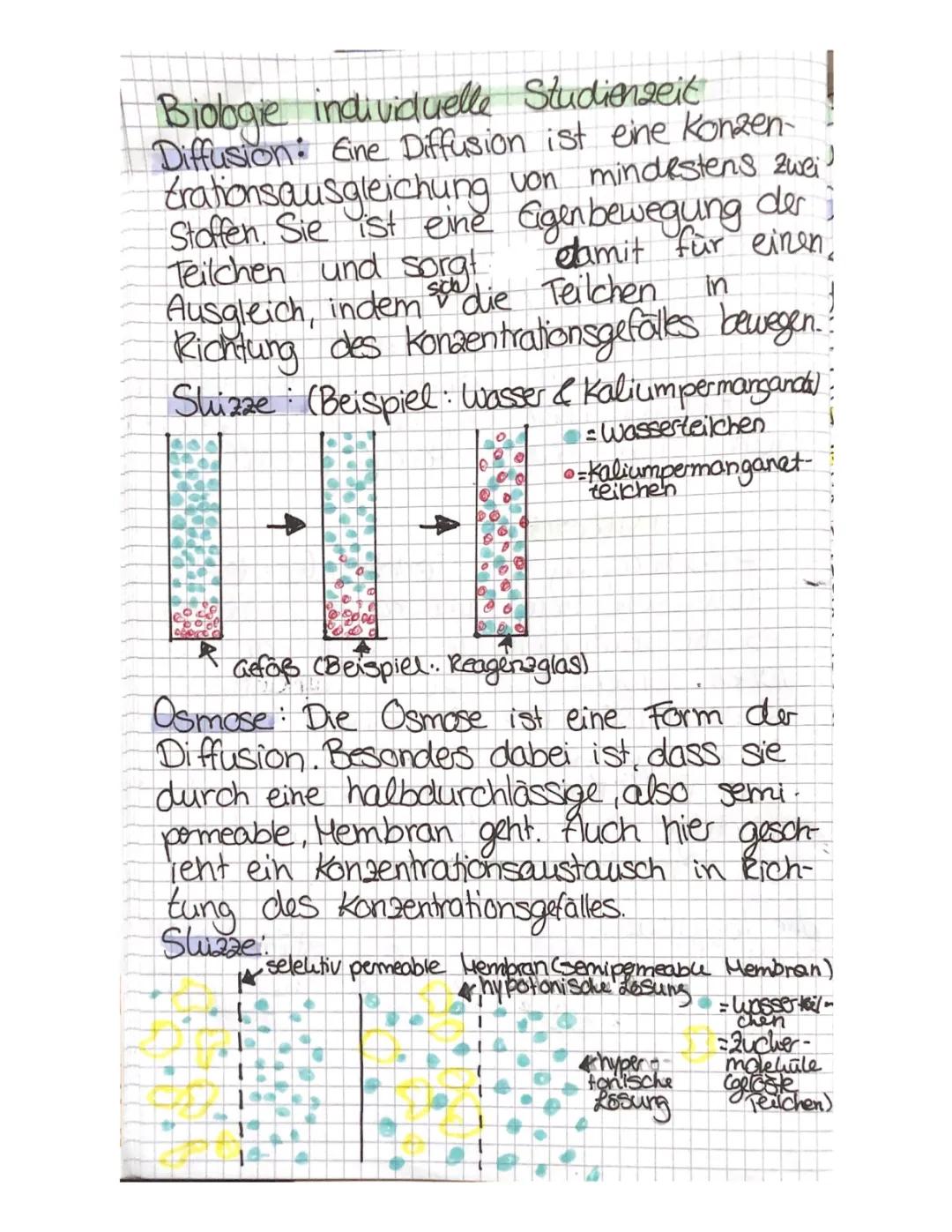 Diffusion und Osmose einfach erklärt für Kinder: Beispiele im Alltag und Körper, plus hypertonische, hypotonische und isotonische Lösungen