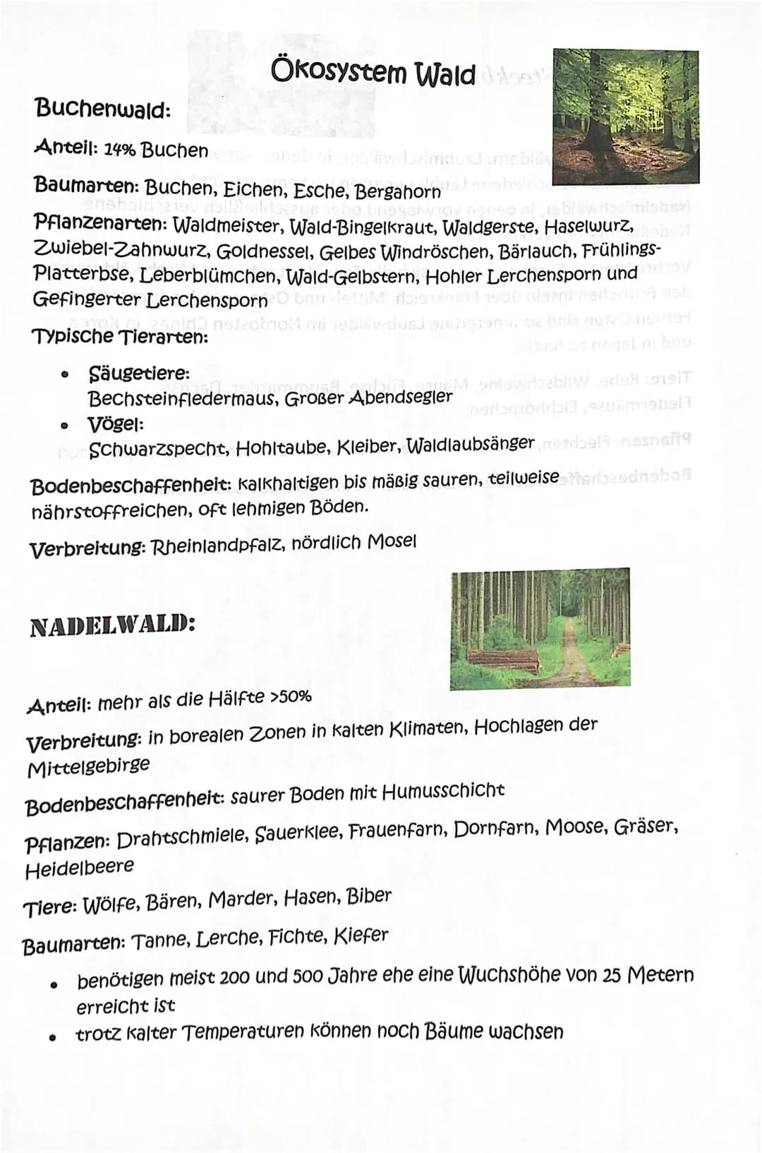 Buchenwald:
Anteil: 14% Buchen
blöwibzimdust une blevdes
Baumarten: Buchen, Eichen, Esche, Bergahorned ensbuiriba
vey dail@elldozzus
Legowio