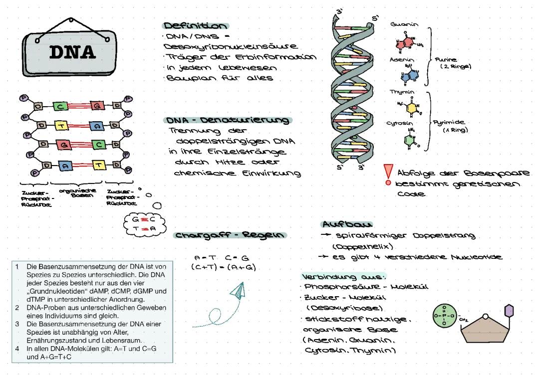 DNA - DNA-Replikation,Proteinbiosynthese 