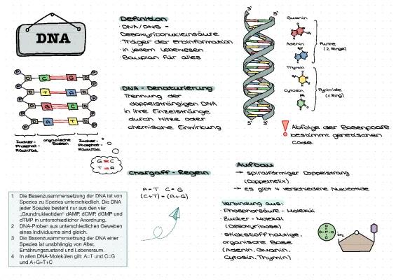 Know DNA - DNA-Replikation,Proteinbiosynthese  thumbnail