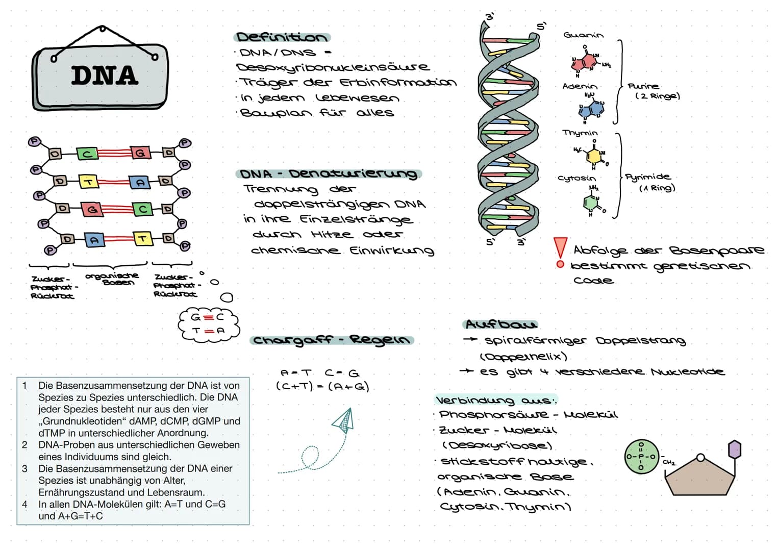 DNA
Zucker-
Phosphat-
Rückrat
organische
Basen
Zucker-
Phosphat-
Rückrat
Definition
DNA/ONS -
Desoxyribonukleinsäure
Träger der Erbinformati