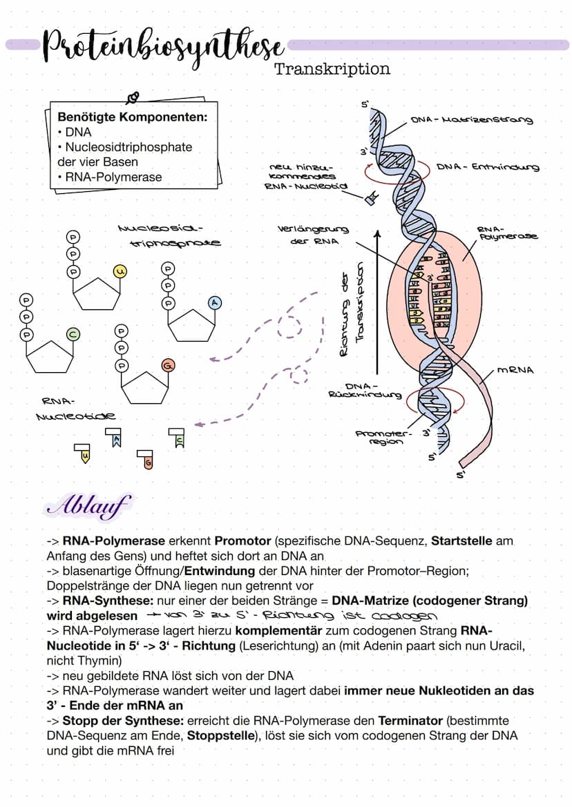 DNA
Zucker-
Phosphat-
Rückrat
organische
Basen
Zucker-
Phosphat-
Rückrat
Definition
DNA/ONS -
Desoxyribonukleinsäure
Träger der Erbinformati