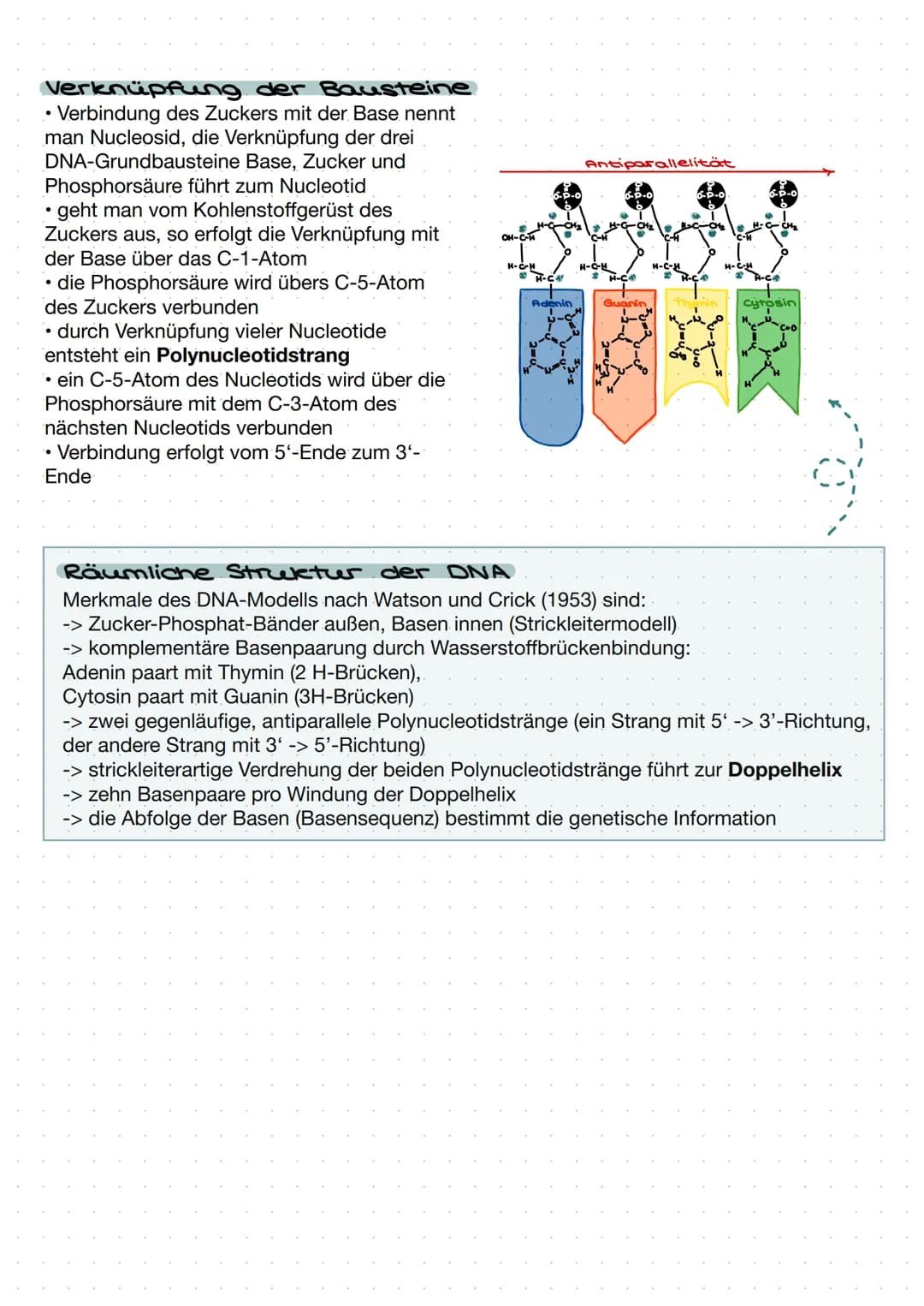 DNA
Zucker-
Phosphat-
Rückrat
organische
Basen
Zucker-
Phosphat-
Rückrat
Definition
DNA/ONS -
Desoxyribonukleinsäure
Träger der Erbinformati