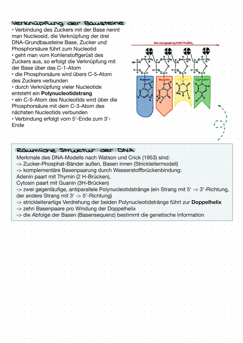 DNA
Zucker-
Phosphat-
Rückrat
organische
Basen
Zucker-
Phosphat-
Rückrat
Definition
DNA/ONS -
Desoxyribonukleinsäure
Träger der Erbinformati