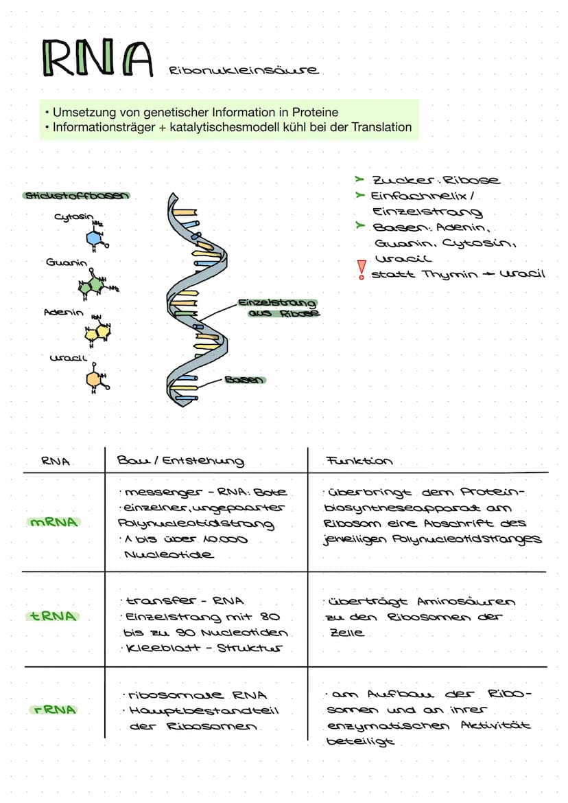 DNA
Zucker-
Phosphat-
Rückrat
organische
Basen
Zucker-
Phosphat-
Rückrat
Definition
DNA/ONS -
Desoxyribonukleinsäure
Träger der Erbinformati