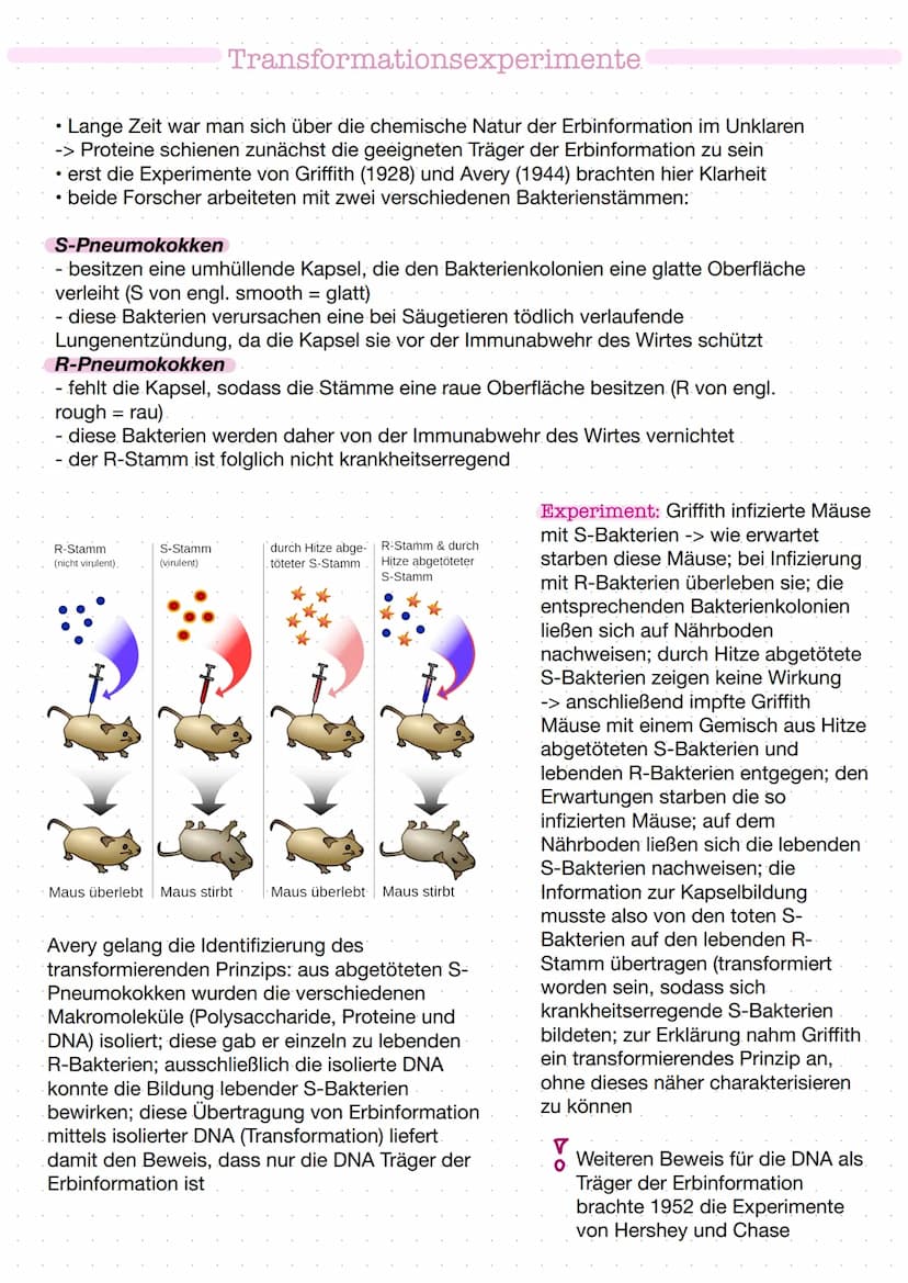 DNA
Zucker-
Phosphat-
Rückrat
organische
Basen
Zucker-
Phosphat-
Rückrat
Definition
DNA/ONS -
Desoxyribonukleinsäure
Träger der Erbinformati