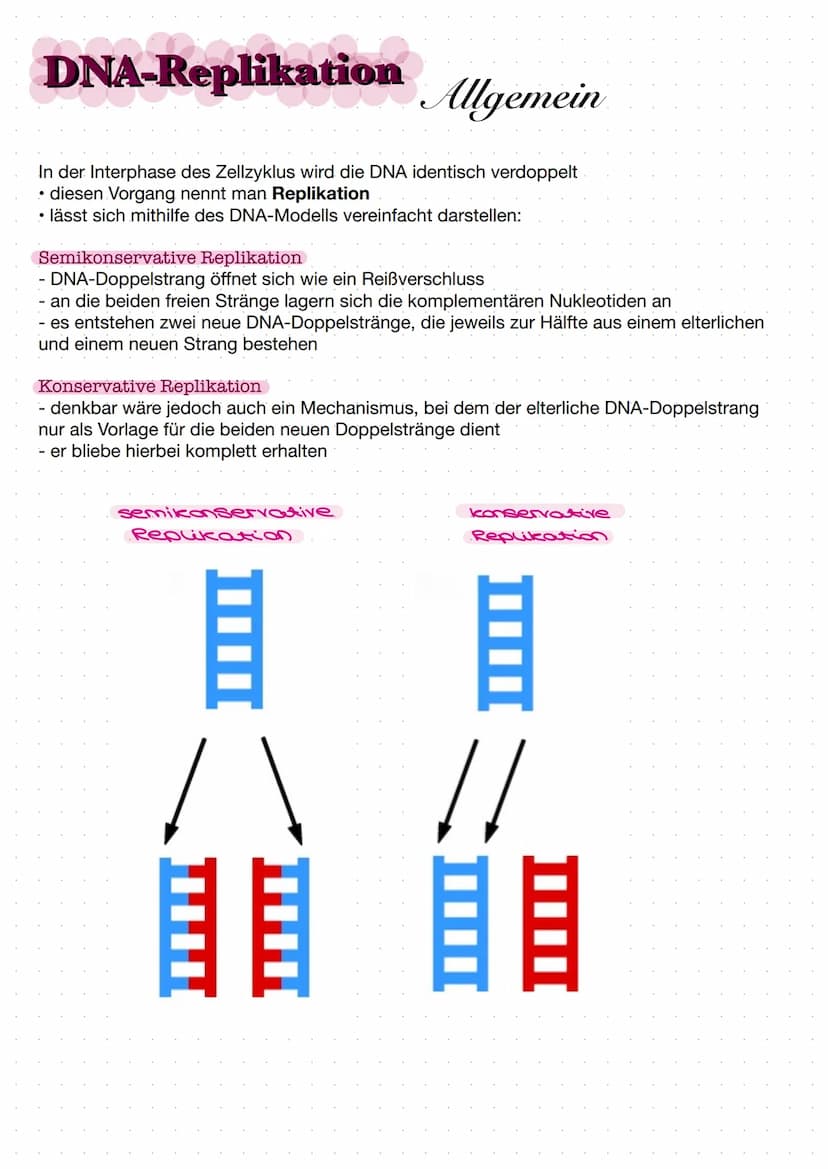 DNA
Zucker-
Phosphat-
Rückrat
organische
Basen
Zucker-
Phosphat-
Rückrat
Definition
DNA/ONS -
Desoxyribonukleinsäure
Träger der Erbinformati