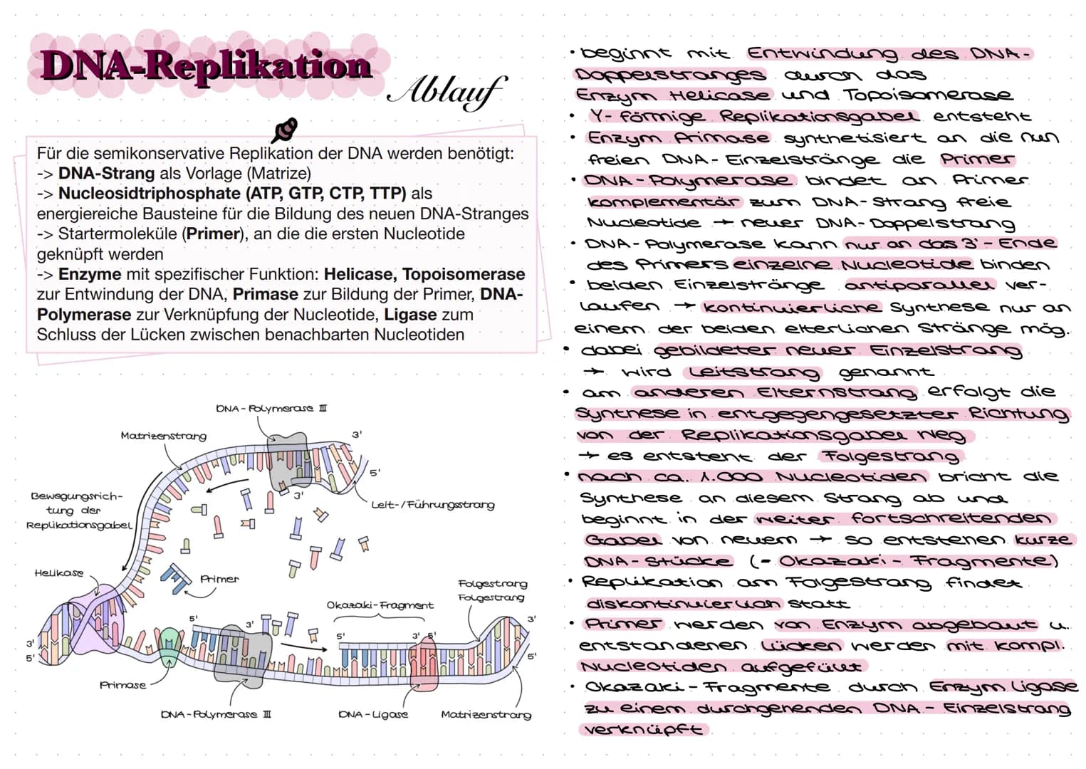 DNA
Zucker-
Phosphat-
Rückrat
organische
Basen
Zucker-
Phosphat-
Rückrat
Definition
DNA/ONS -
Desoxyribonukleinsäure
Träger der Erbinformati