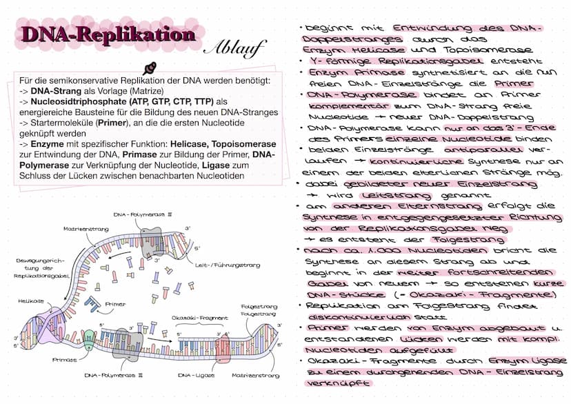 DNA
Zucker-
Phosphat-
Rückrat
organische
Basen
Zucker-
Phosphat-
Rückrat
Definition
DNA/ONS -
Desoxyribonukleinsäure
Träger der Erbinformati