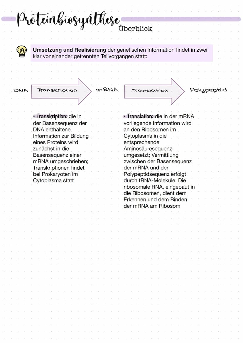 DNA
Zucker-
Phosphat-
Rückrat
organische
Basen
Zucker-
Phosphat-
Rückrat
Definition
DNA/ONS -
Desoxyribonukleinsäure
Träger der Erbinformati