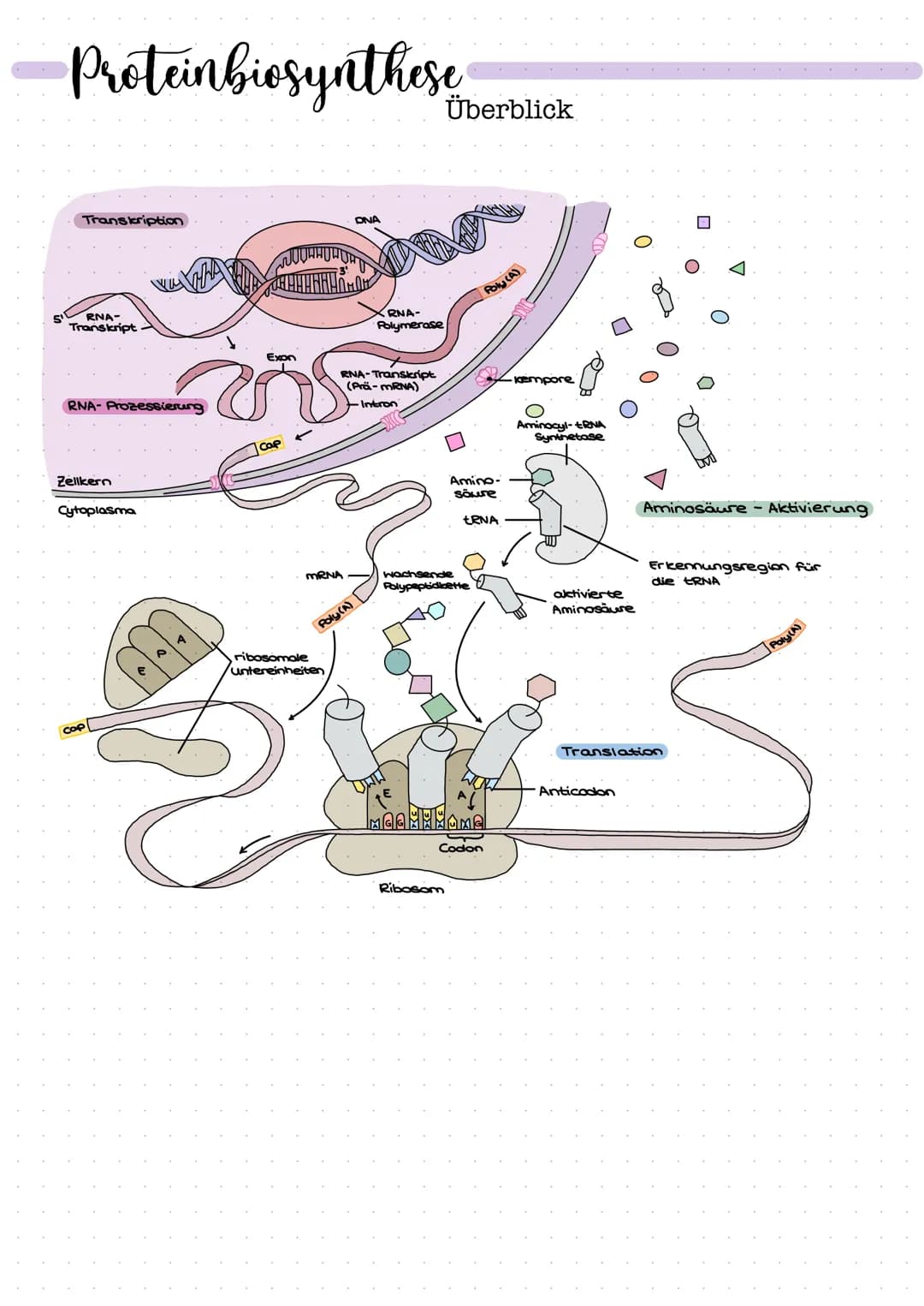 DNA
Zucker-
Phosphat-
Rückrat
organische
Basen
Zucker-
Phosphat-
Rückrat
Definition
DNA/ONS -
Desoxyribonukleinsäure
Träger der Erbinformati