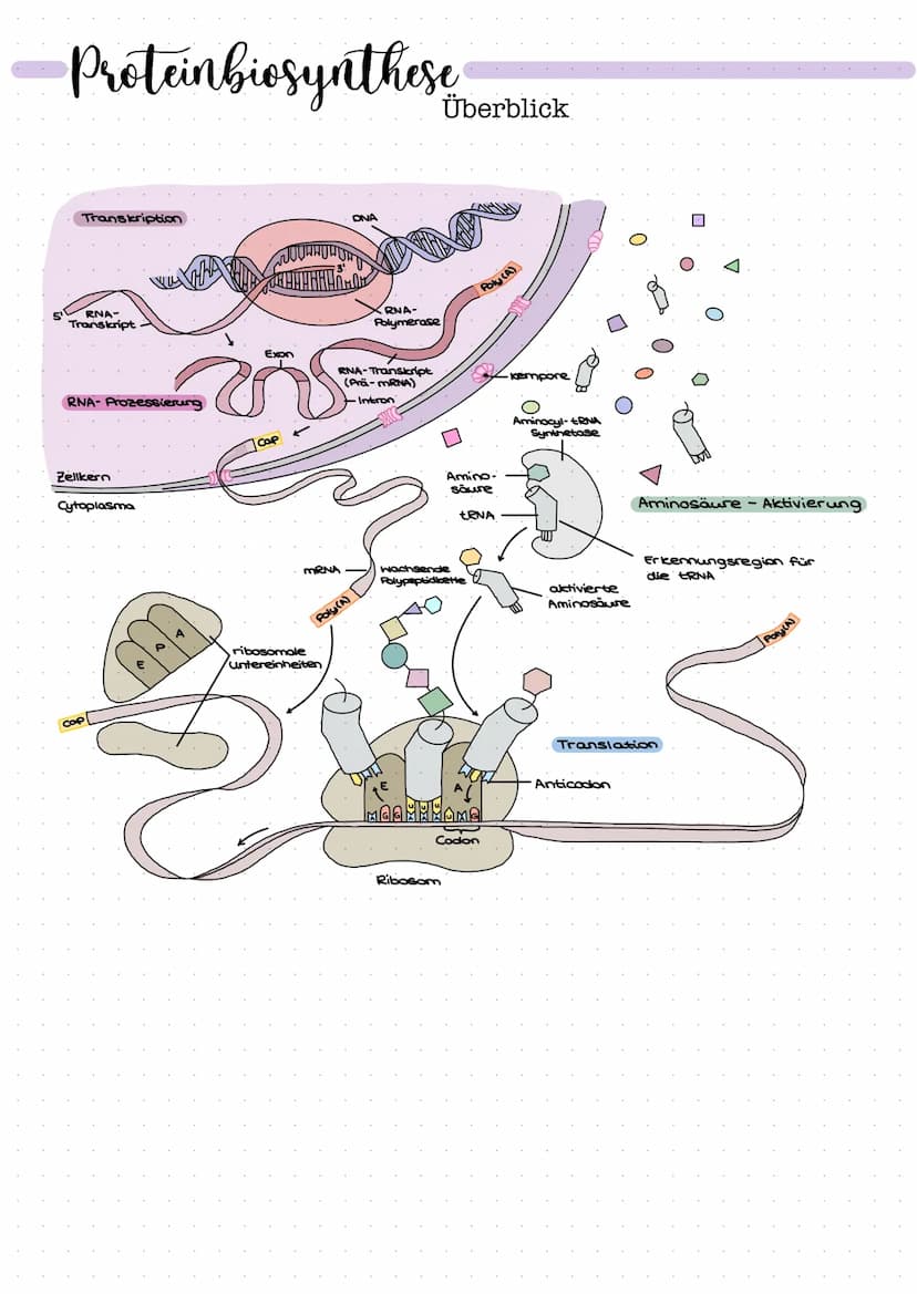 DNA
Zucker-
Phosphat-
Rückrat
organische
Basen
Zucker-
Phosphat-
Rückrat
Definition
DNA/ONS -
Desoxyribonukleinsäure
Träger der Erbinformati