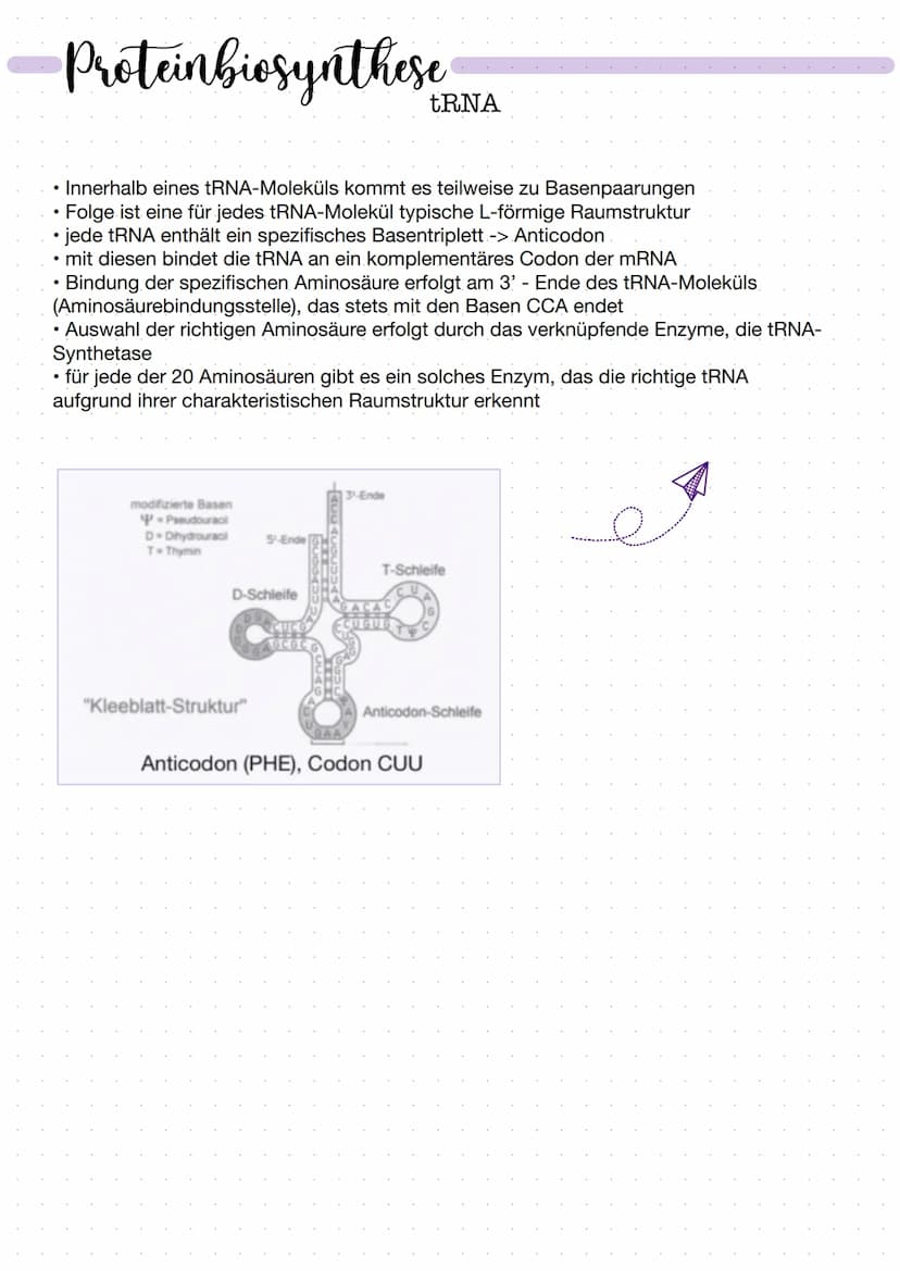 DNA
Zucker-
Phosphat-
Rückrat
organische
Basen
Zucker-
Phosphat-
Rückrat
Definition
DNA/ONS -
Desoxyribonukleinsäure
Träger der Erbinformati