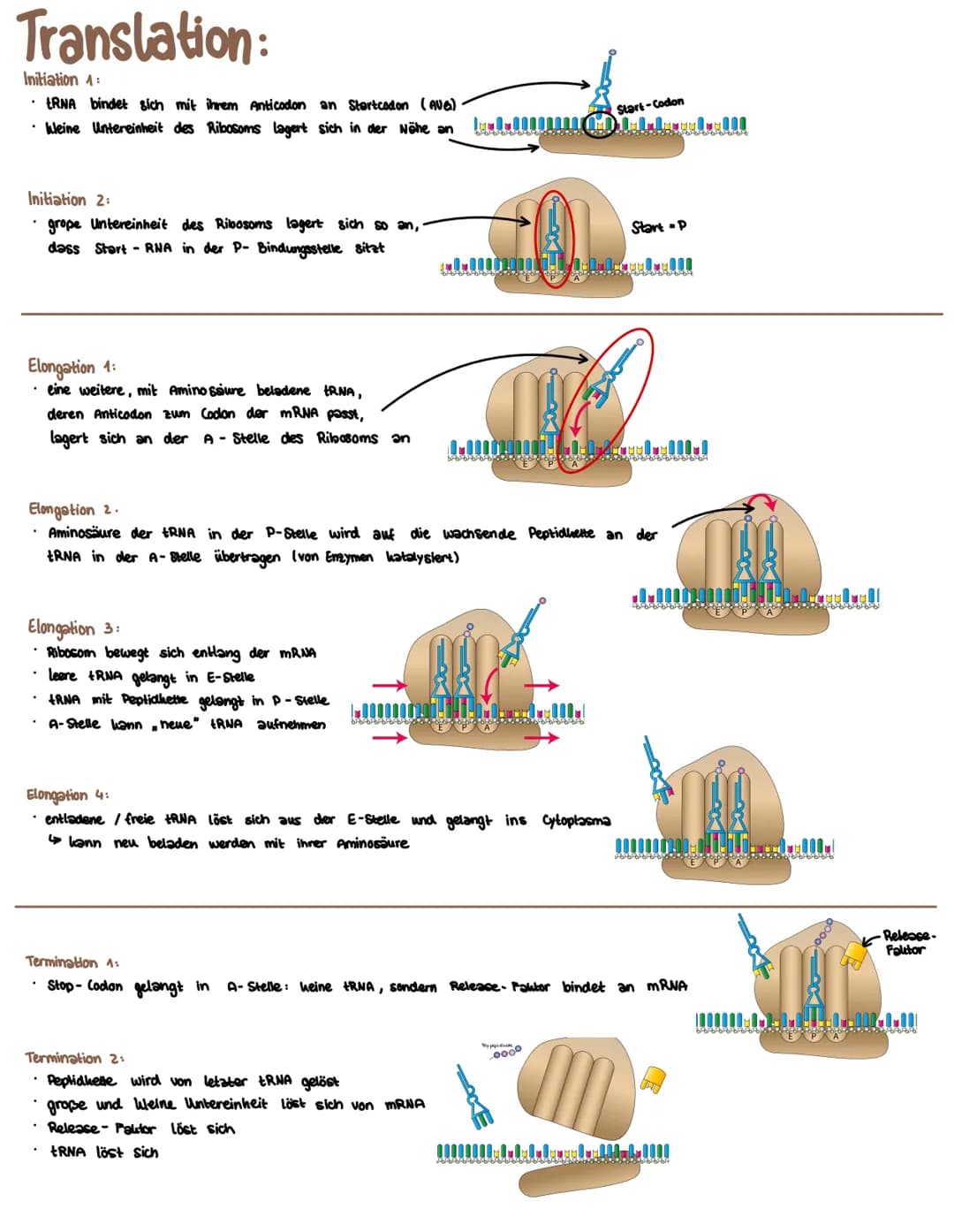 Translation:
Initiation 4:
• tRNA bindet sich mit ihrem Anticodon an Startcodon (AUG)
· kleine Untereinheit des Ribosoms lagert sich in der 