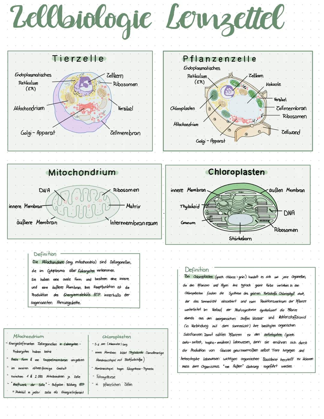 # Zellbiologie Lernzettel

Endoplasmatisches
Retikulum
(ER)

Tierzelle

Mitochondrium

Golgi - Apparat

Pflanzenzelle

Zellkern
Ribosomen

E