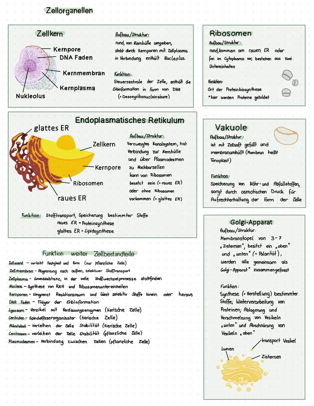 # Zellbiologie Lernzettel

Endoplasmatisches
Retikulum
(ER)

Tierzelle

Mitochondrium

Golgi - Apparat

Pflanzenzelle

Zellkern
Ribosomen

E