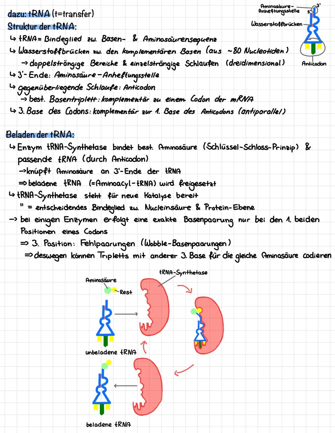 DNA
Transkription
Genetik
(DNA-Abschnitt, welcher ein Gen codiert
Transkription
wird in die mRNA umgeschrieben)
Initiation: RNA-Polymerase b