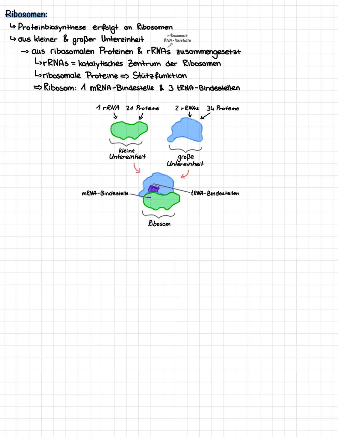 DNA
Transkription
Genetik
(DNA-Abschnitt, welcher ein Gen codiert
Transkription
wird in die mRNA umgeschrieben)
Initiation: RNA-Polymerase b