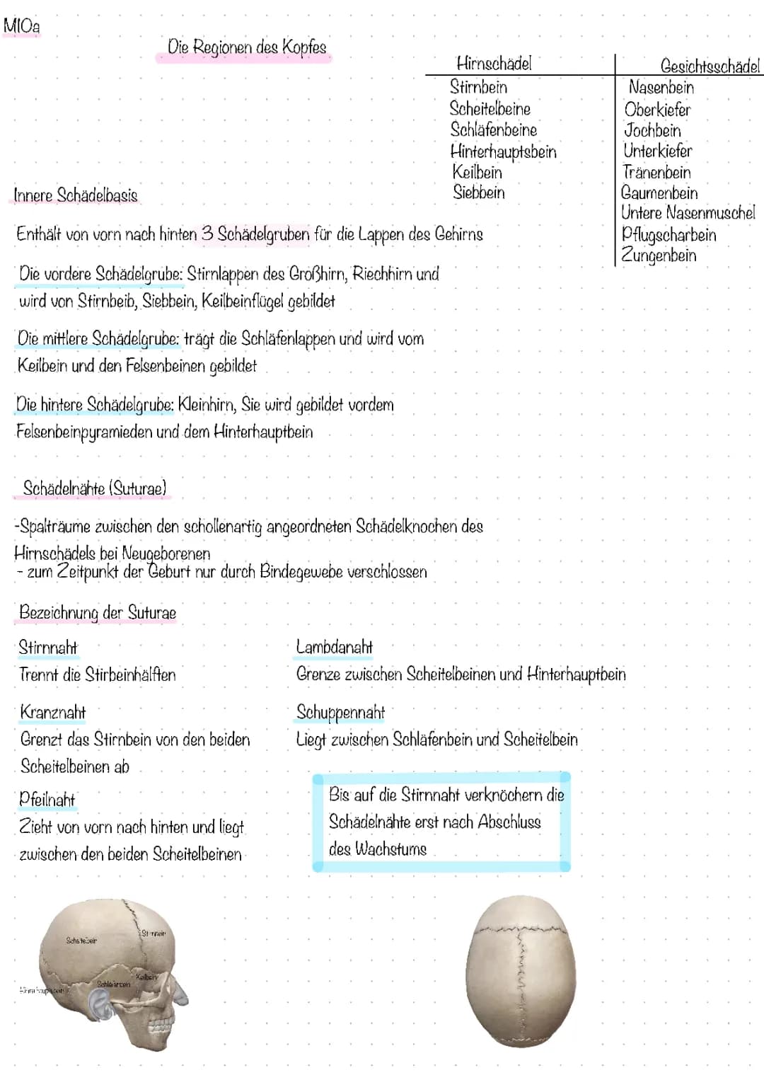 aufbau des Skeletts 