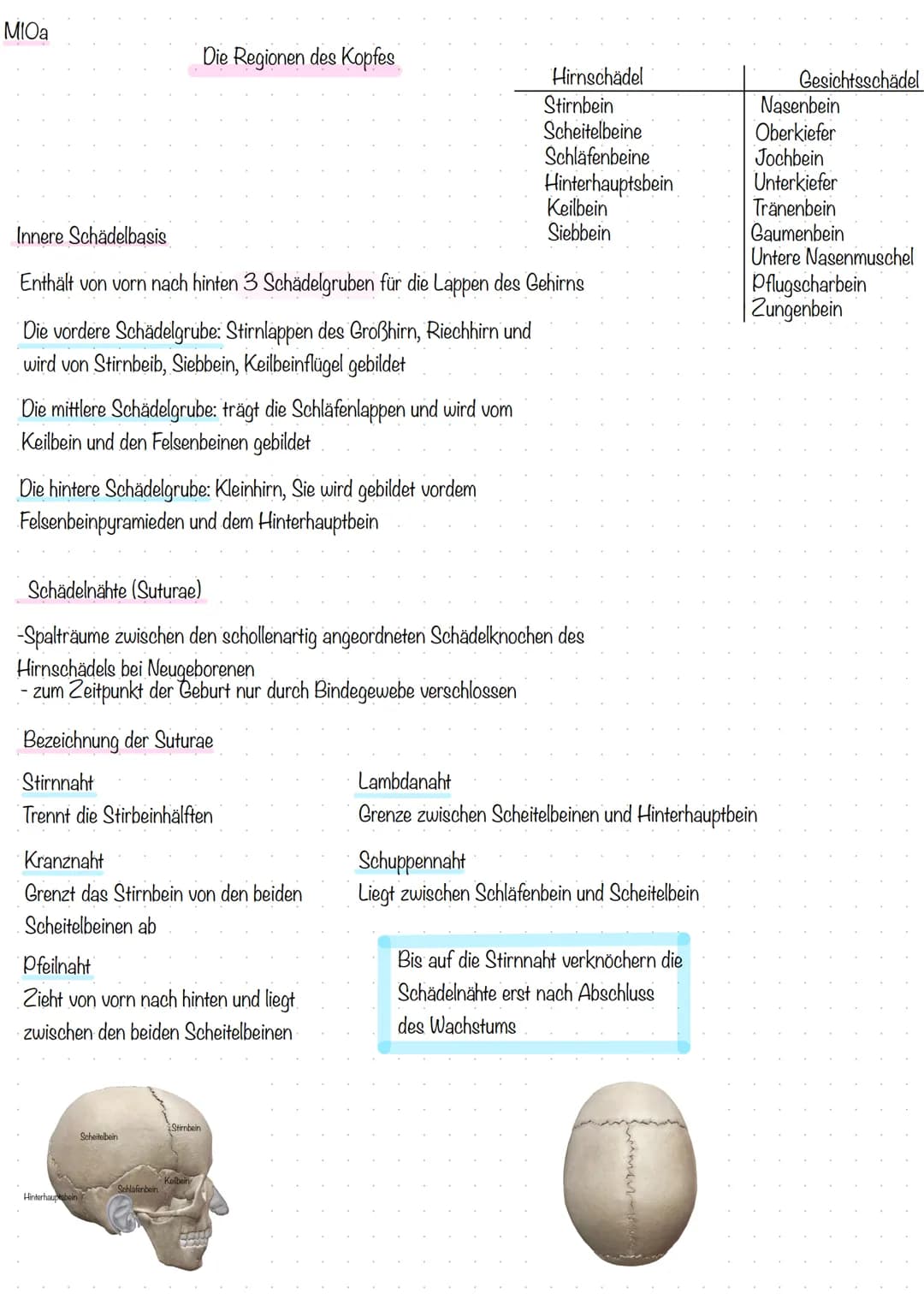 MIOa
Die mittlere Schädelgrube: trägt die Schläfenlappen und wird vom
Keilbein und den Felsenbeinen gebildet
Innere Schädelbasis
Enthält von