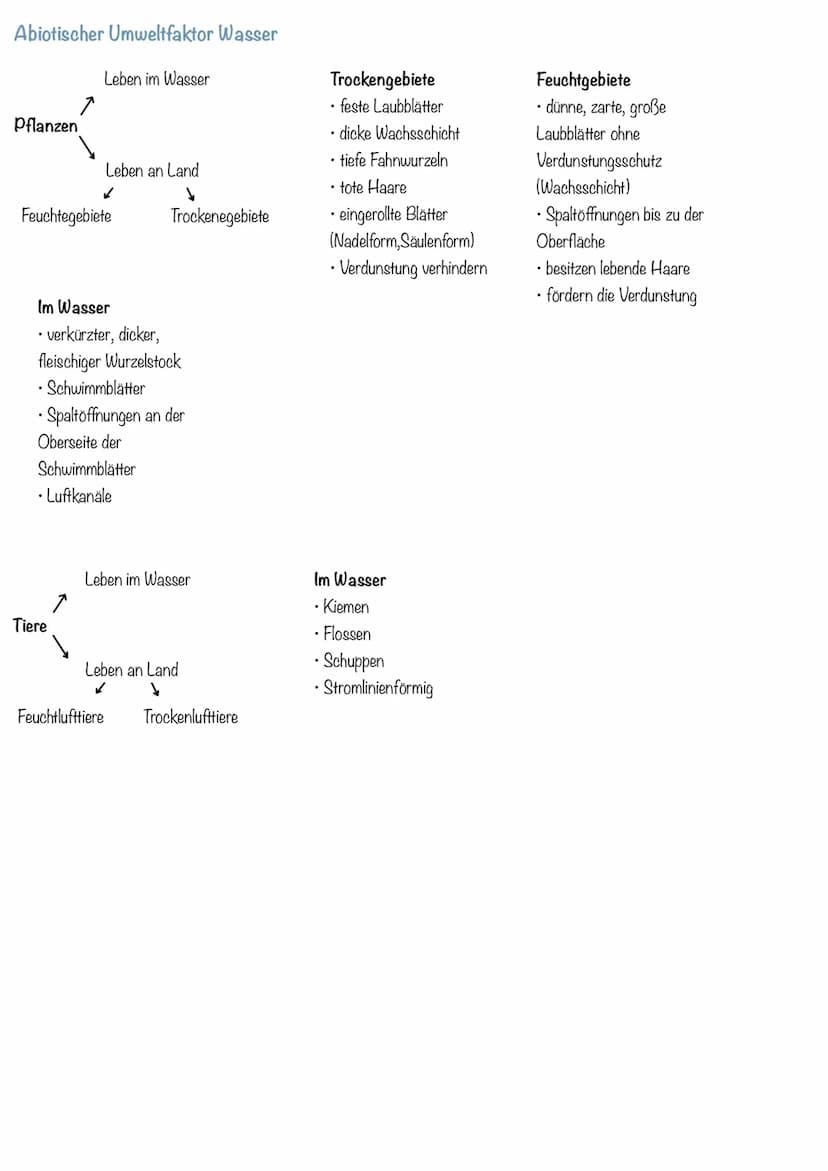 Aufbau des Ökosystems Wald
Setzt sich aus einem Biotop und einer Biozönose zusammen.
Aufbau eines Ökosystems - Wald
Grundlagen der Ökologie
