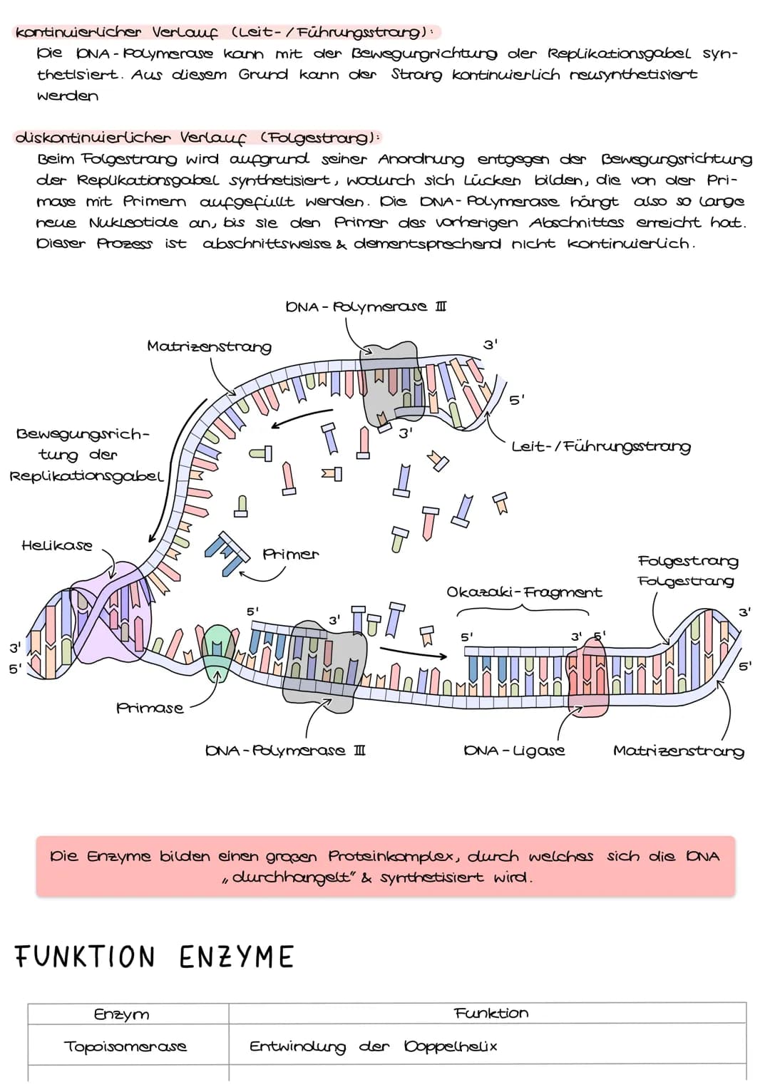 
<p>Die DNA-Replikation ist ein kontrollierter und durch Enzyme gesteuerter Vorgang, der zur identischen Verdopplung der DNA in der Interpha