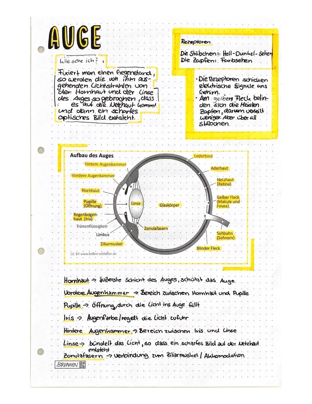 AUGE
Wie sehe ich?
Fixiert man einen Gegenstand,
so werden die von ihm aus-
gehenden Lichtstrahlen von
der Hornhaut und der Cinse
des Auges 