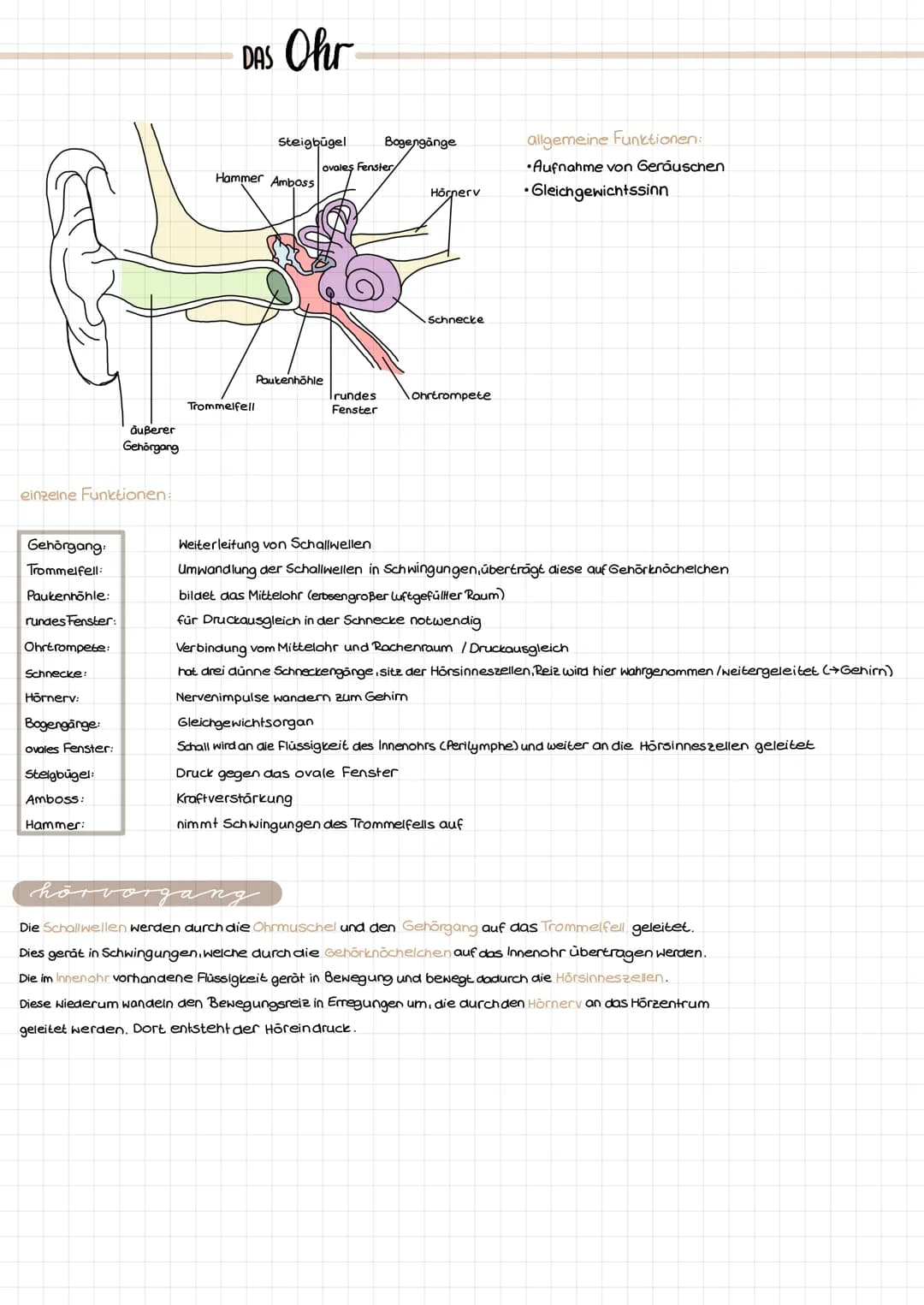 einzelne Funktionen:
Gehörgang:
Trommelfell:
Paukenhöhle:
rundes Fenster:
Ohrtrompete:
äußerer
Gehörgang
Schnecke:
Hörnerv:
Bogengänge:
oval