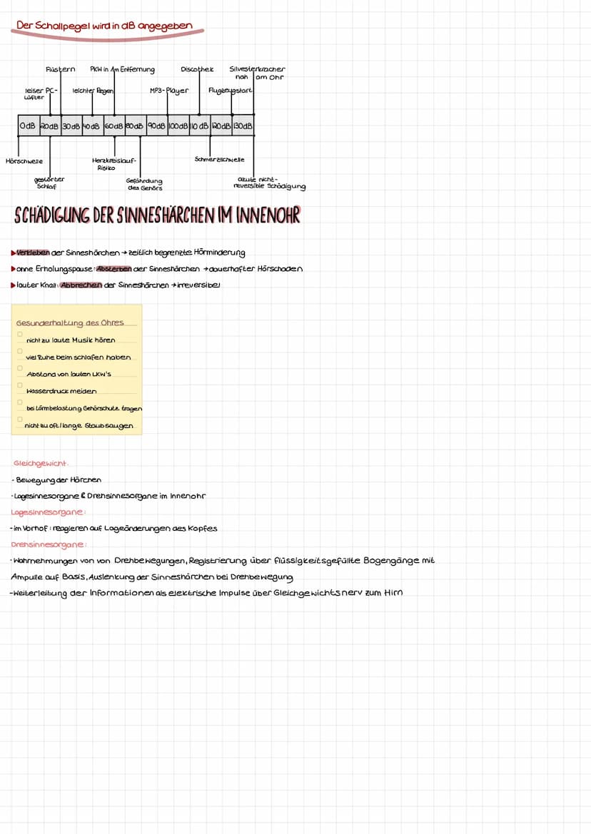 einzelne Funktionen:
Gehörgang:
Trommelfell:
Paukenhöhle:
rundes Fenster:
Ohrtrompete:
äußerer
Gehörgang
Schnecke:
Hörnerv:
Bogengänge:
oval